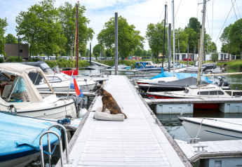 Perro relajándose en el muelle de Villa Maritiem, rodeado de barcos atracados y árboles verdes frondosos.