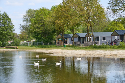 Chalet plage au bord d’un lac avec canards blancs, arbres verts et cabanes modernes à Camping 't Veld, Pays-Bas.