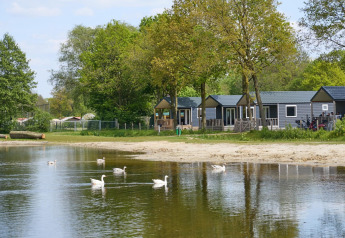 Beach house chalet by a lake with white ducks, green trees, and modern cabins at Camping 't Veld, Netherlands.