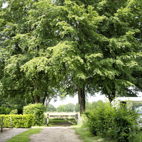 Eingang zu einem Campingplatz mit grünen Bäumen, Büschen und einem Transporter im Recreation Park Den Blanken.
