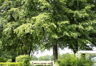 Ingresso a un campeggio con alberi verdi, cespugli e un furgone al Recreation Park Den Blanken nei Paesi Bassi.