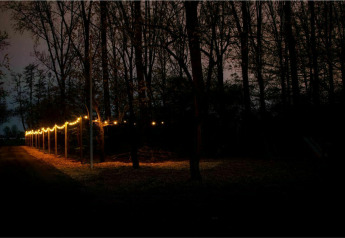 Un chemin éclairé de guirlandes lumineuses à Glamphuys, tente safari au Buitengoed Ruysbos aux Pays-Bas, la nuit.