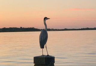 Ein Reiher steht auf einem Pfosten bei Sonnenuntergang, gesehen von Hausboot 'Earrebarre' in Friesland.