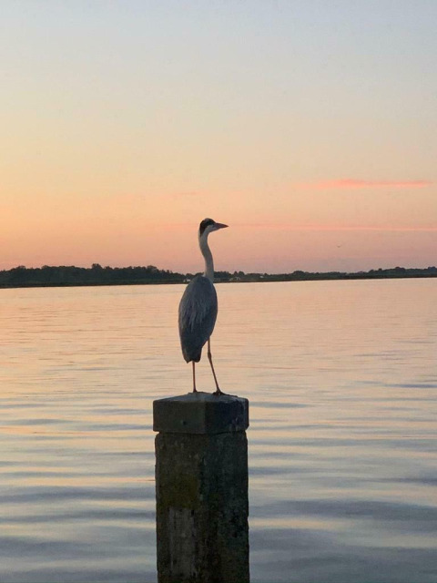 Ein Reiher steht auf einem Pfosten bei Sonnenuntergang, gesehen von Hausboot 'Earrebarre' in Friesland.