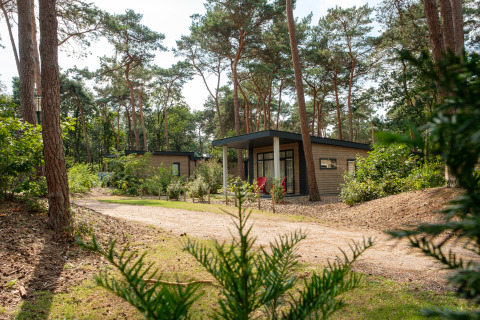 Chalet moderno en el parque forestal De Kleine Belties, Países Bajos, rodeado de altos pinos y naturaleza.