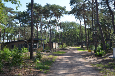 Forest park chalet in Holiday park De Kleine Belties, Netherlands, surrounded by pine trees and greenery.