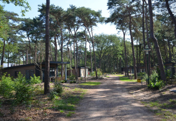 Forest park chalet in Holiday park De Kleine Belties, Netherlands, surrounded by pine trees and greenery.
