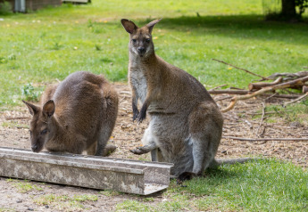 Dos canguros descansan y se alimentan en el césped junto a una Wikkelhouse en Zeeland, Países Bajos.