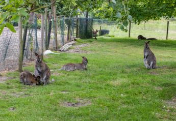 Canguri che pascolano e riposano in un recinto al Wikkelhouse, Welcome In - Zeeland, Paesi Bassi, sotto agli alberi.