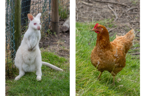 Een albino kangoeroe en een bruine kip buiten bij het Wikkelhouse van Welcome In - Zeeland in Nederland.