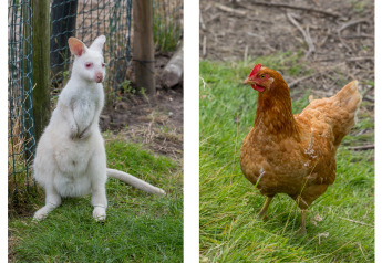 Een albino kangoeroe en een bruine kip buiten bij het Wikkelhouse van Welcome In - Zeeland in Nederland.