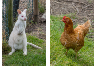 Ein Albino-Känguru und ein braunes Huhn draußen bei Wikkelhouse im Welcome In - Zeeland, Niederlande.