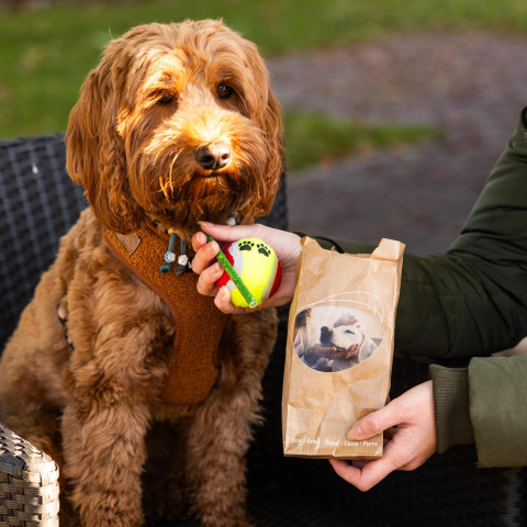 En hund sidder udenfor i en stol iført seletøj, mens en person holder en tennisbold og en pose godbidder.