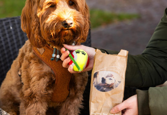 Un perro sentado al aire libre en una silla con arnés, mientras una persona sostiene una pelota y una bolsa de premios.
