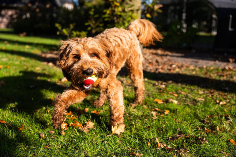 En brun hund leger med en bold i solen udenfor Wellness Lodge ved Hof van Salland i Holland.