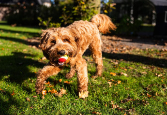 Un perro marrón juega con una pelota bajo el sol en Wellness Lodge, Hof van Salland, Países Bajos.