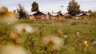 Safari-Glampingzelte im Ferienpark Eigen Wijze in den Niederlanden mit Blumenwiese im Vordergrund.