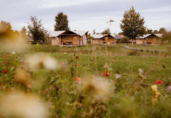 Tende safari glamping all’Holiday park Eigen Wijze nei Paesi Bassi con fiori di campo in primo piano.