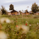 Safari glamping tents at Holiday park Eigen Wijze in the Netherlands with wildflowers in the foreground.