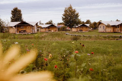 Safari-glampingtenten bij vakantiepark Eigen Wijze in Nederland, met veel gras en bloemen in de omgeving.