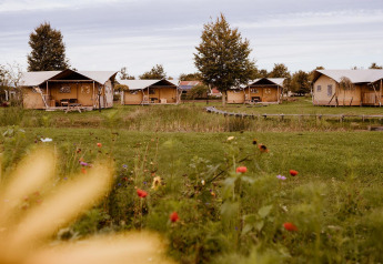 Safari-glampingtenten bij vakantiepark Eigen Wijze in Nederland, met veel gras en bloemen in de omgeving.