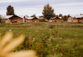 Safari-glamping telte på Holiday park Eigen Wijze i Holland, omgivet af grønt græs og vilde blomster.