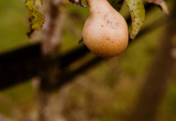 Una pera cuelga de un árbol con hojas moteadas junto a la tienda glamping en Holiday Park Eigen Wijze, Países Bajos.