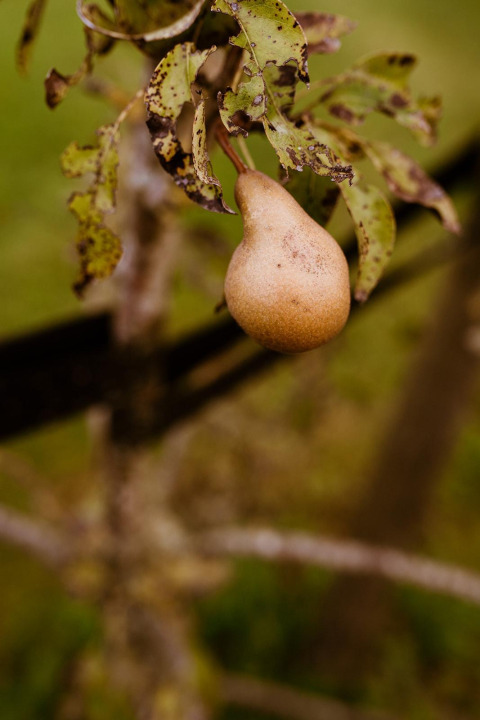 Une poire pend à un arbre aux feuilles tachetées près de la tente glamping au Holiday Park Eigen Wijze, Pays-Bas.
