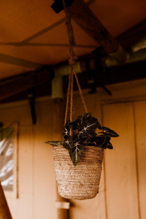 Hängender Blumentopf mit grünen Blättern im Glamping-Zelt im Holiday park Eigen Wijze, Niederlande.