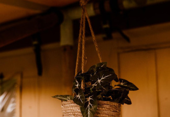 Hangende plantenmand met groene bladeren in een glamping tent in Holiday park Eigen Wijze, Nederland.