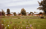 Billedet viser flere safaritelte i et grønt landskab, omgivet af vilde blomster og træer, under en overskyet himmel.