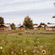 Billedet viser flere safaritelte i et grønt landskab, omgivet af vilde blomster og træer, under en overskyet himmel.