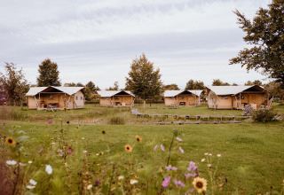 Billedet viser flere safaritelte i et grønt landskab, omgivet af vilde blomster og træer, under en overskyet himmel.