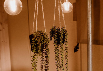 Hangende planten en gloeilampen zorgen voor een knusse sfeer in een safaritent met houten decor.