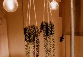 Des plantes suspendues et des ampoules créent une ambiance chaleureuse dans une tente safari en bois.