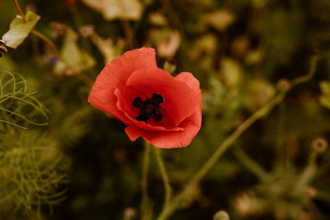 Eine rote Mohnblume in Nahaufnahme, fotografiert bei einem Glamping-Zelt im Holiday Park Eigen Wijze.