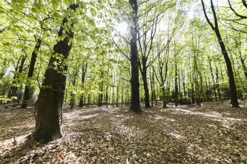 Sunlight streaming through green forest trees at Unbrick One | Sauna and Pool, Brinckerduyn, Netherlands.