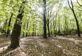 La luce del sole filtra attraverso la foresta verde a Unbrick One | Sauna and Pool, Brinckerduyn, Paesi Bassi.