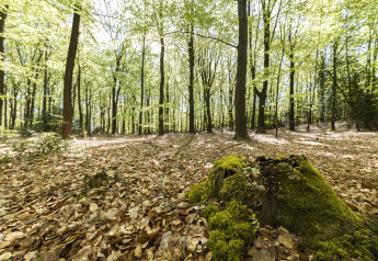 Paisaje de bosque tranquilo con hojas verdes y luz solar filtrándose, tocón cubierto de musgo en primer plano.