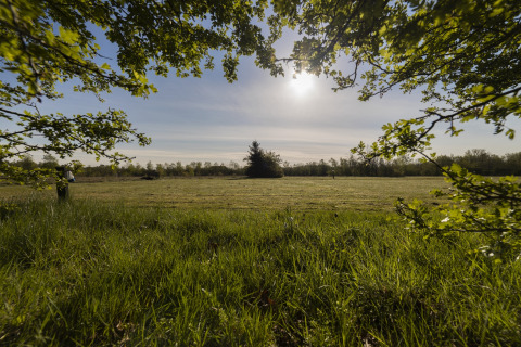 Vista soleada al campo desde una cabaña, enmarcada por ramas, prado verde y cielo claro al fondo.