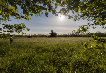 Zonnig uitzicht vanaf een lodge over een grasveld, met omlijstende takken en open blauwe lucht.