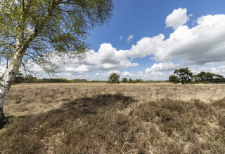 Zicht vanaf een lodge over een open heideveld met berkenboom, grasland en blauwe lucht met wolken.