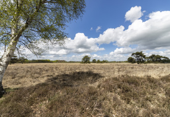Zicht vanaf een lodge over een open heideveld met berkenboom, grasland en blauwe lucht met wolken.