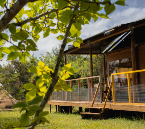 Tienda de safari Tent Lodge Maasai Mara con hojas verdes en primer plano y terraza de madera al fondo.