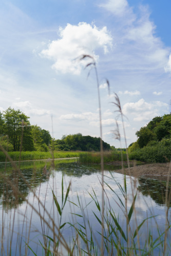 Peaceful lake with reeds and lush trees at Glamping tent La Vida Aqua, Resort de Parel, Netherlands.