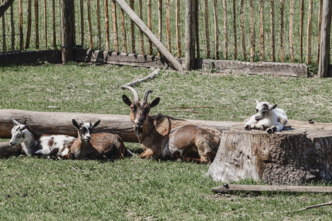 Goats relaxing in an enclosure at Feather Down Hoeve Brugge, a holiday park in West Flanders, Belgium.