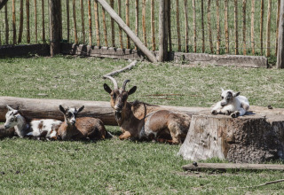 Ziegen ruhen sich im Gehege bei Feather Down Hoeve Brugge, einem Ferienpark in Westflandern, Belgien.