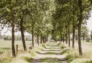Sentier bordé d’arbres à Feather Down Hoeve Brugge, parc de vacances en Flandre occidentale, Belgique.