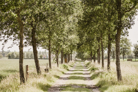 Camino rural bordeado de árboles en Feather Down Hoeve Brugge, parque vacacional en Flandes Occidental, Bélgica.