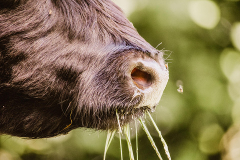 Primer plano de la nariz de una vaca con hierba y una mosca en Feather Down Hoeve Brugge, Flandes Occidental, Bélgica.